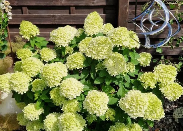 Haus Veronika フェーマルン